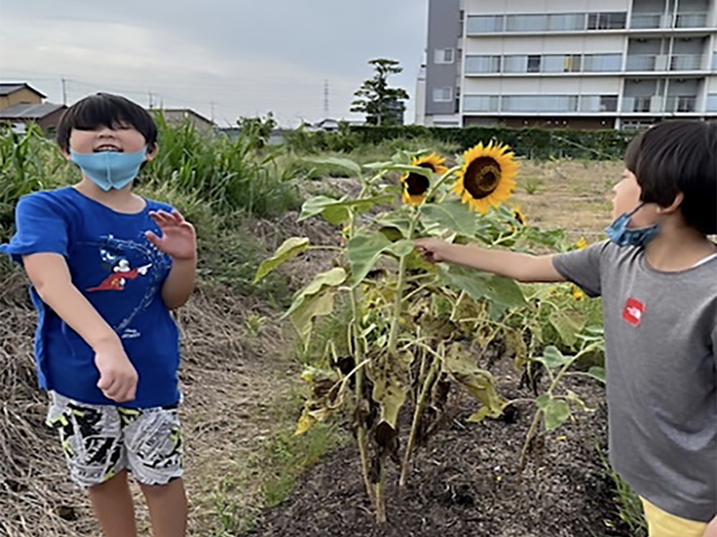 北九州　こどもの城ほんじょうのひまわり　季節外れの贈り物　